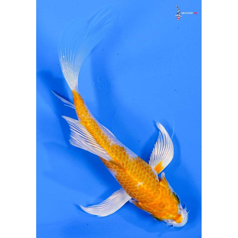 4” Imported Hariwake Butterfly Koi