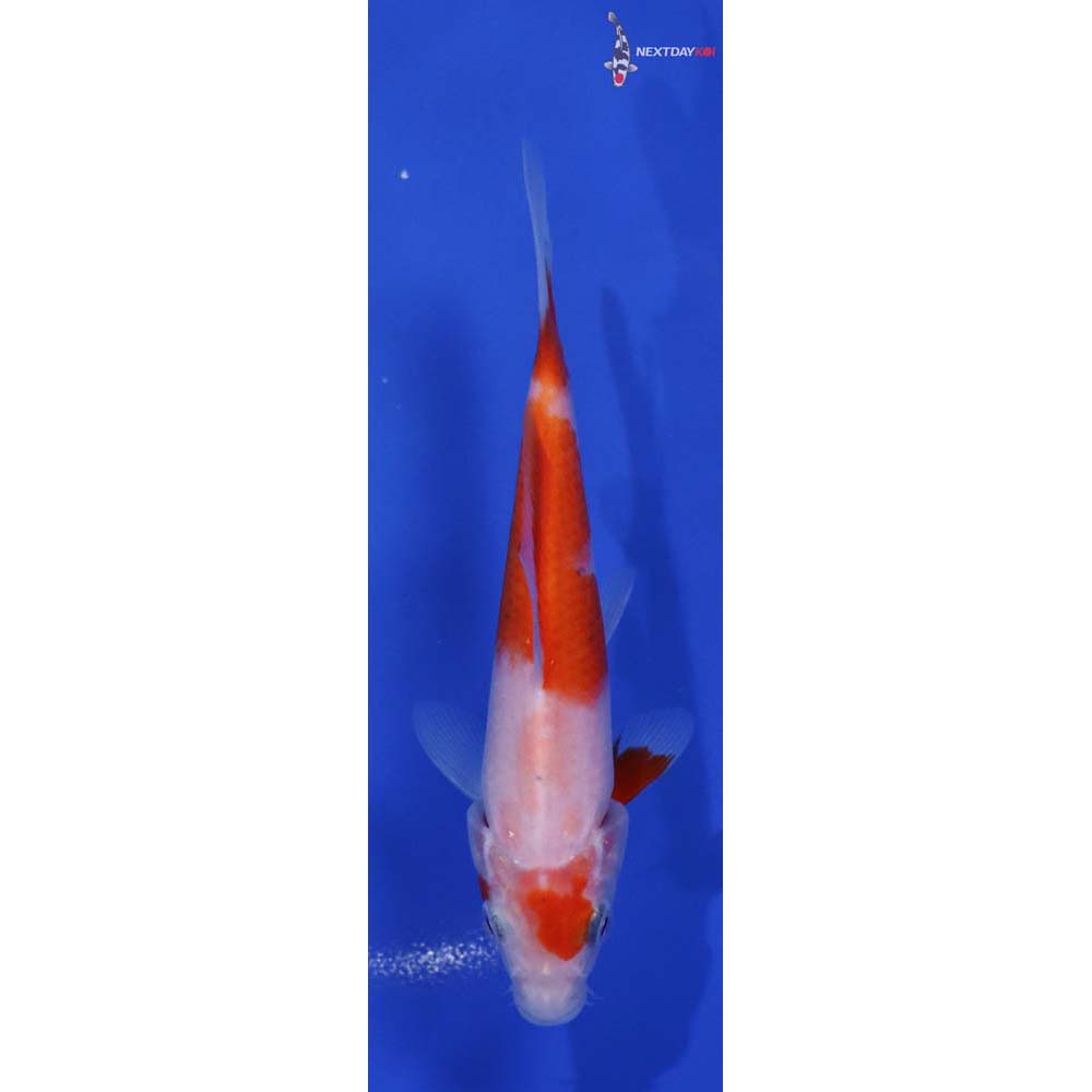 5” Imported Kohaku