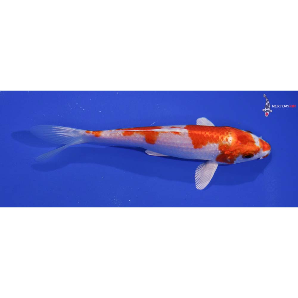 5.5” Imported Hariwake