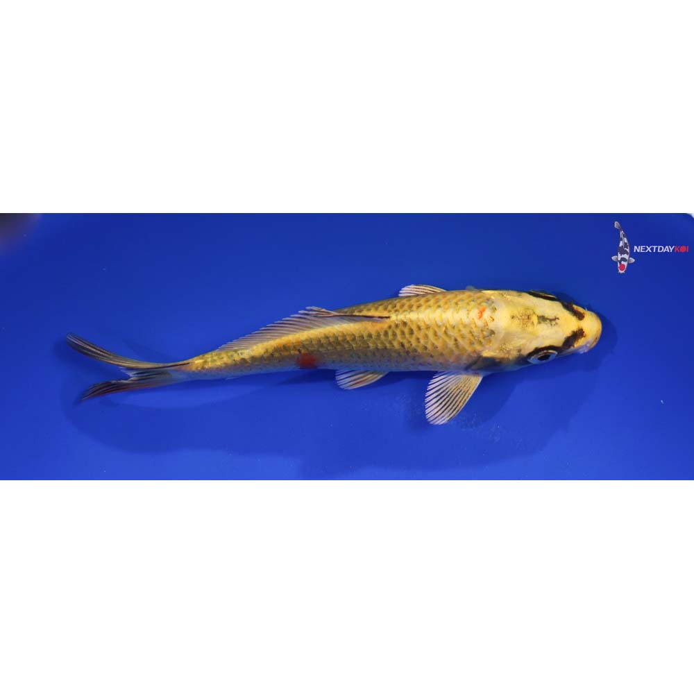 5.5” Imported Ki Matsuba