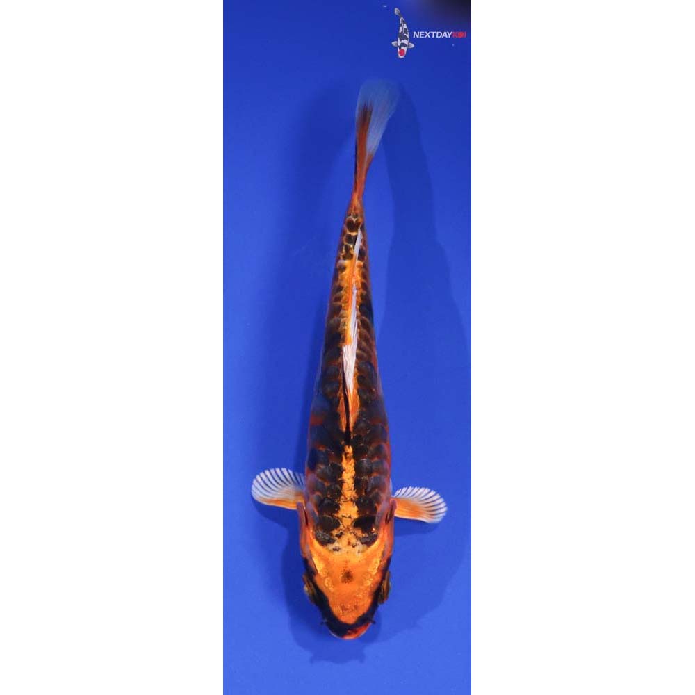 5.5” Imported Doitsu Orenji Matsuba