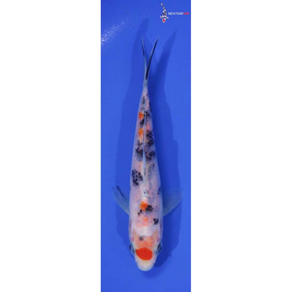 5.5” Imported Maruten Sanke