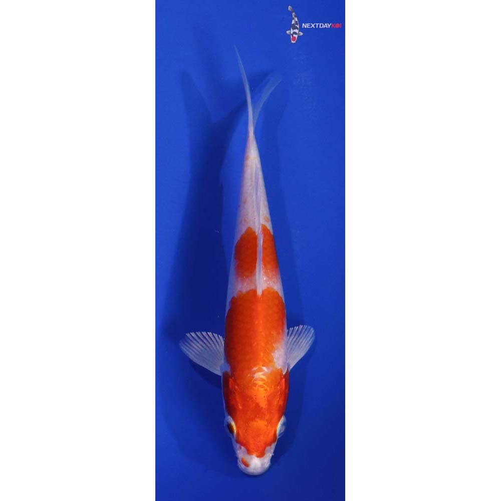 5.5” Imported Hariwake