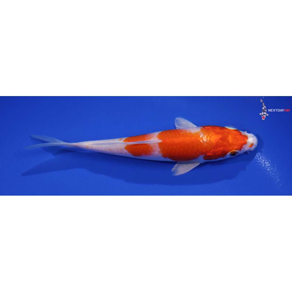 5.5” Imported Hariwake