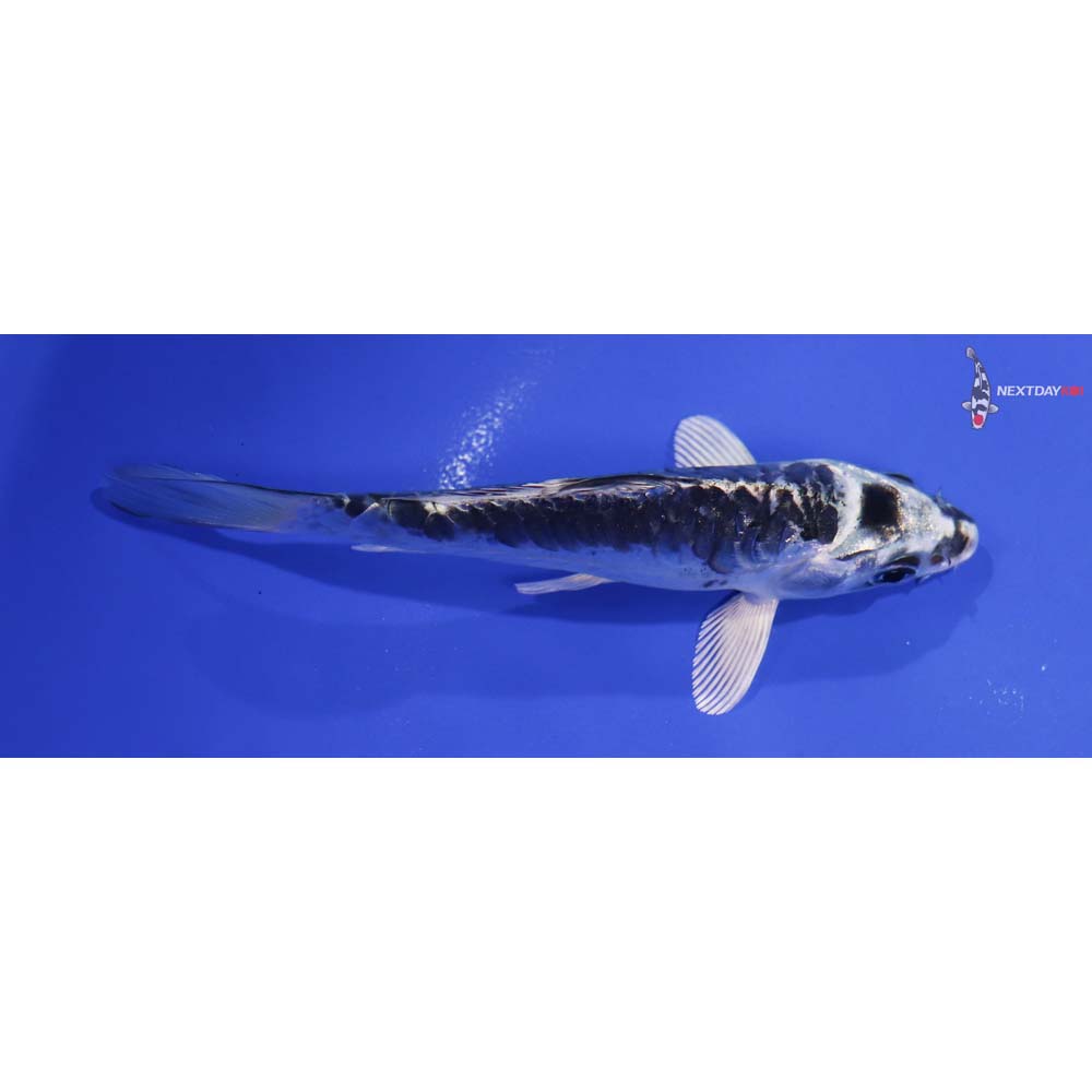5.5” Imported Doitsu Gin Matsuba