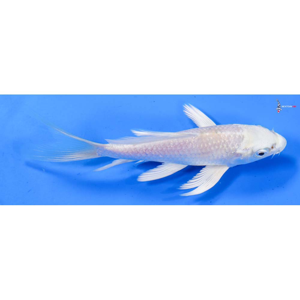 5” Imported Platinum Ogon Butterfly Koi