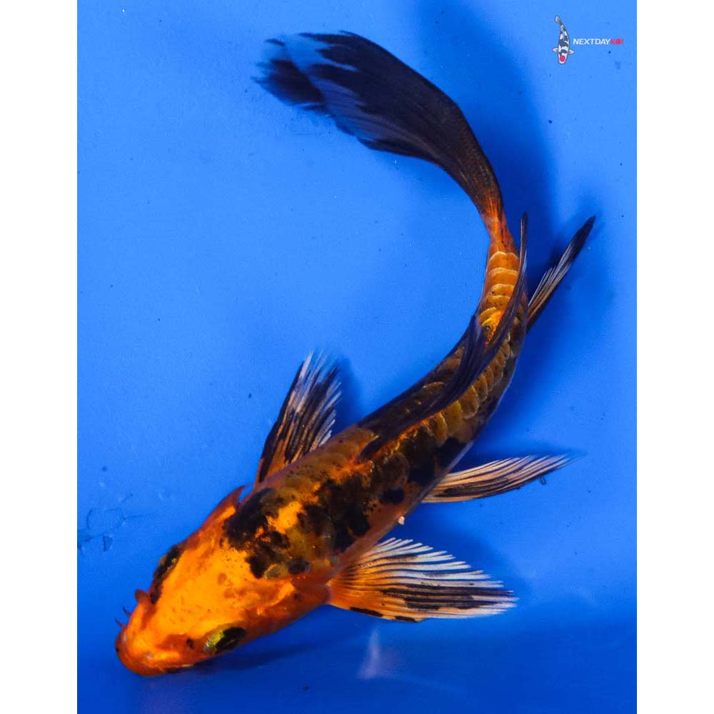 4.5” Imported Doitsu Kin Aka Bekko Butterfly Koi