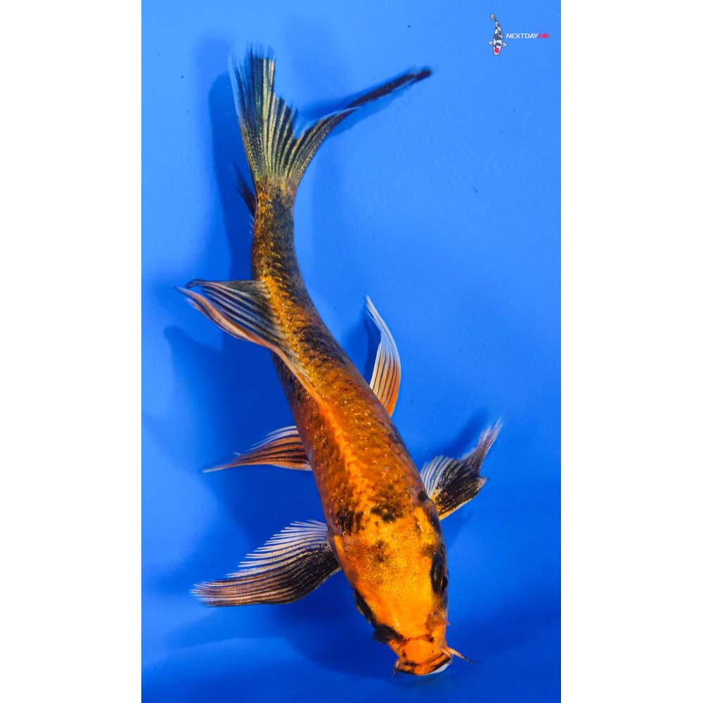 5” Imported Kin Hi Utsuri Butterfly Koi