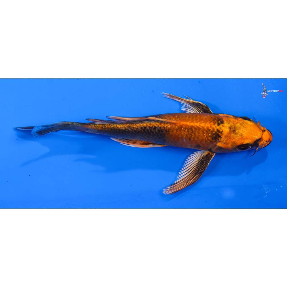 5” Imported Kin Hi Utsuri Butterfly Koi