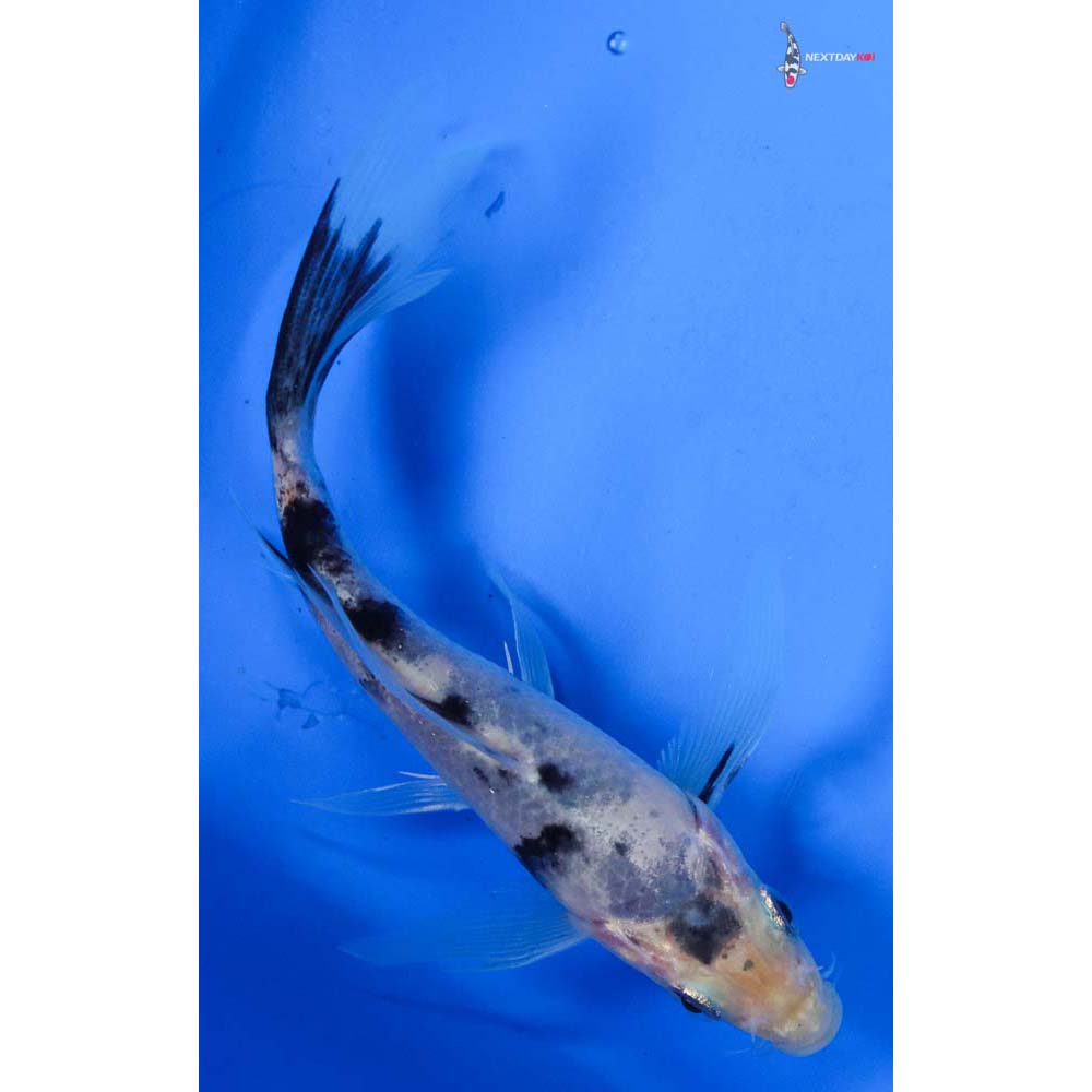 5” Imported Shiro Bekko Butterfly Koi