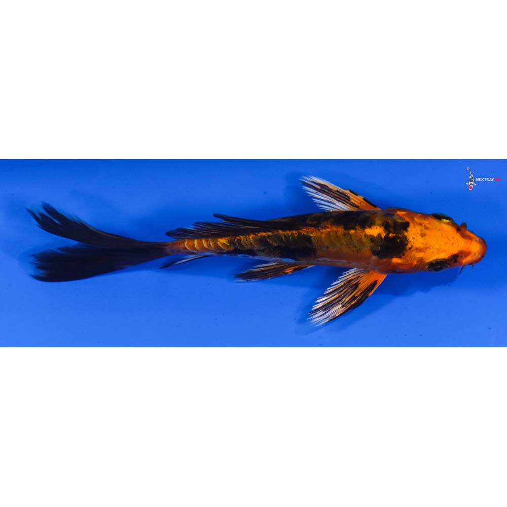 4.5” Imported Doitsu Kin Aka Bekko Butterfly Koi
