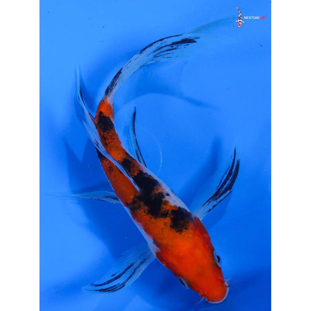 5” Imported Sanke Butterfly Koi