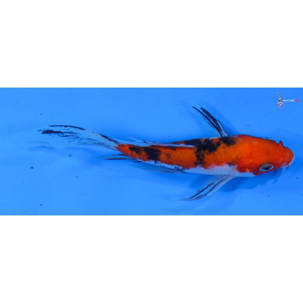 5” Imported Sanke Butterfly Koi