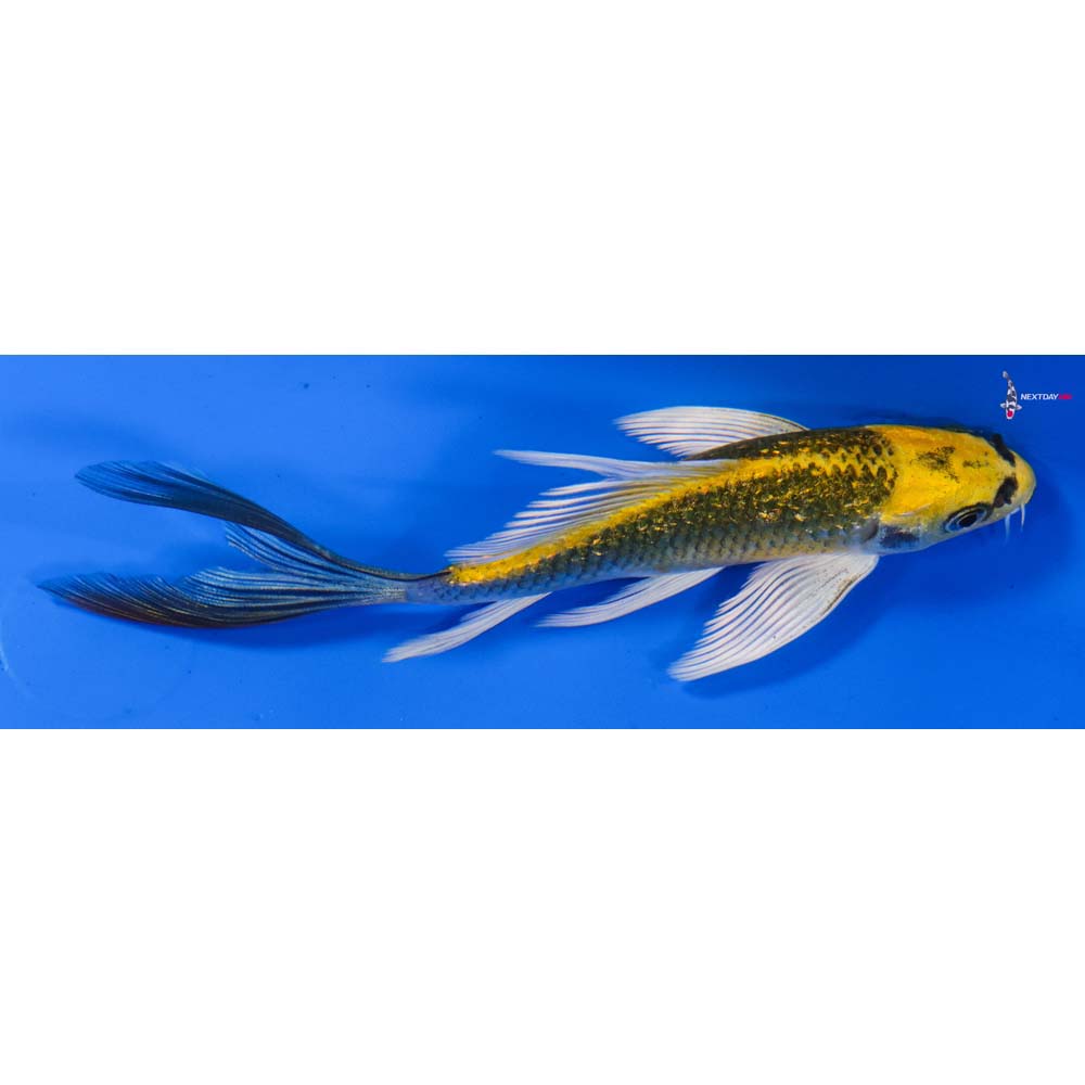 5” Imported Gin Rin Ki Matsuba Butterfly Koi