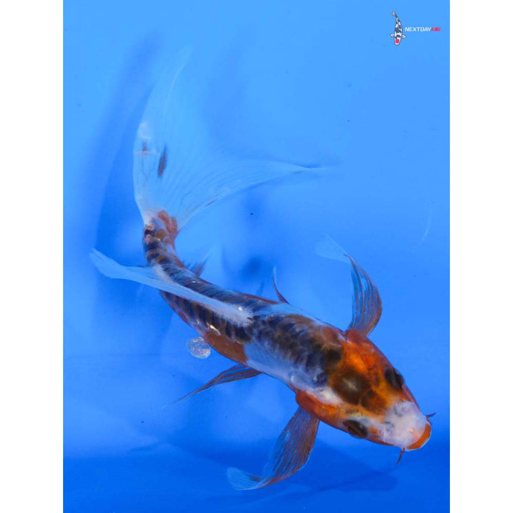 5” Imported Shusui Butterfly Koi