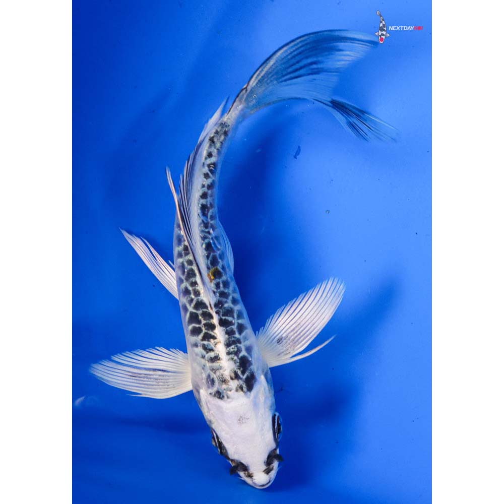 5.5” Imported Armor Scaled Kujaku Butterfly Koi