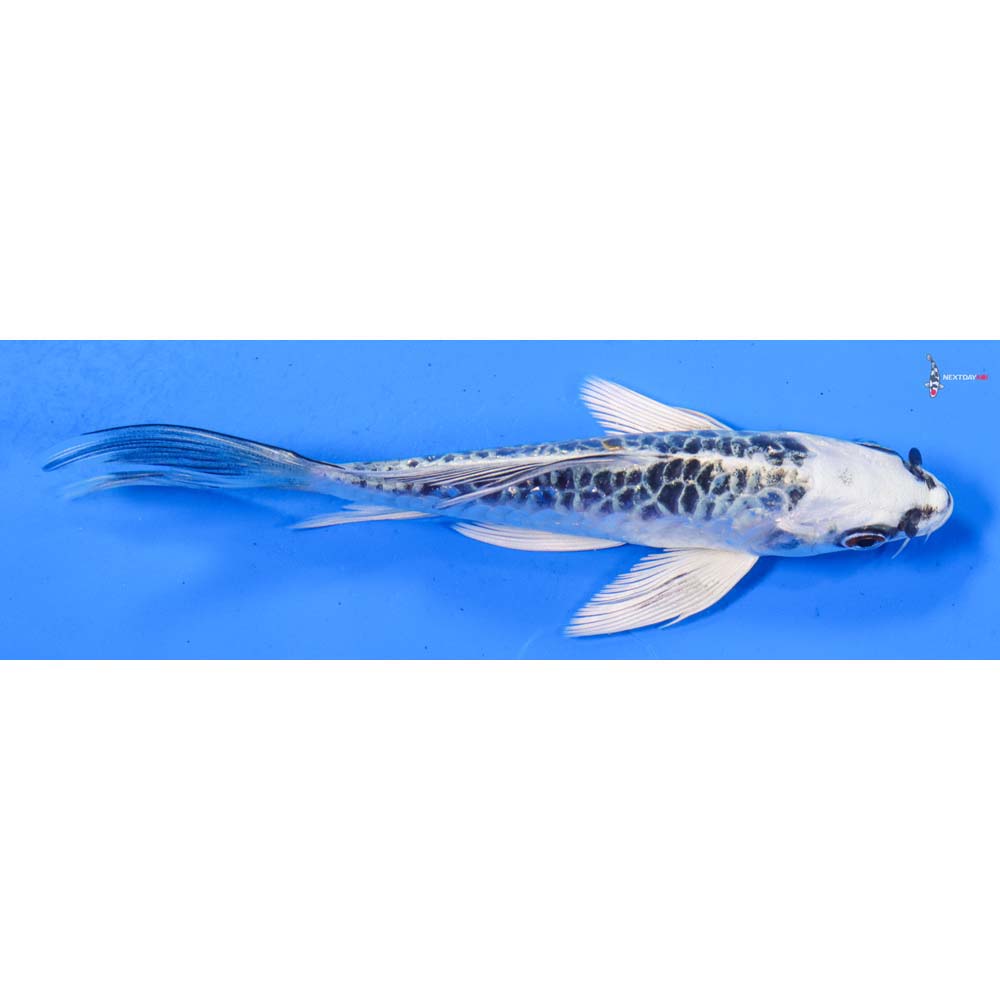 5.5” Imported Armor Scaled Kujaku Butterfly Koi