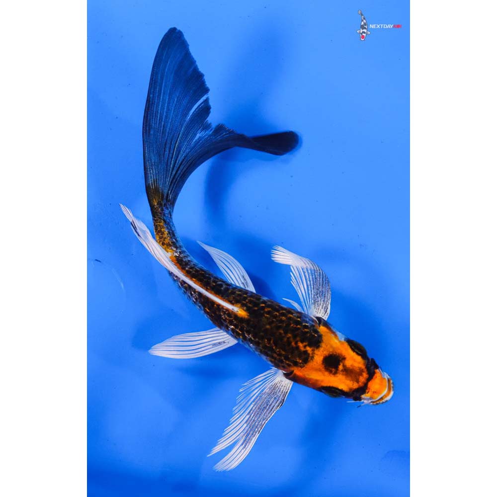 5.5” Imported Gin Rin Kujaku Butterfly Koi
