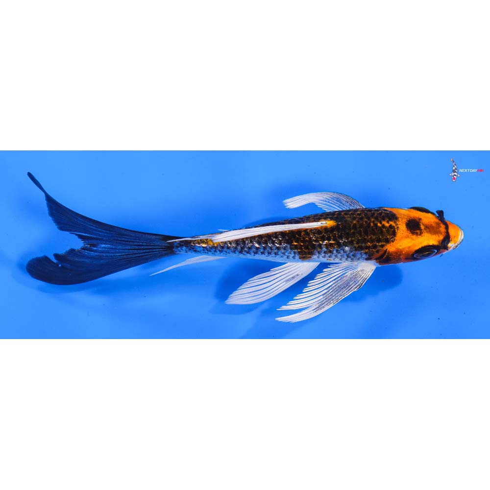 5.5” Imported Gin Rin Kujaku Butterfly Koi