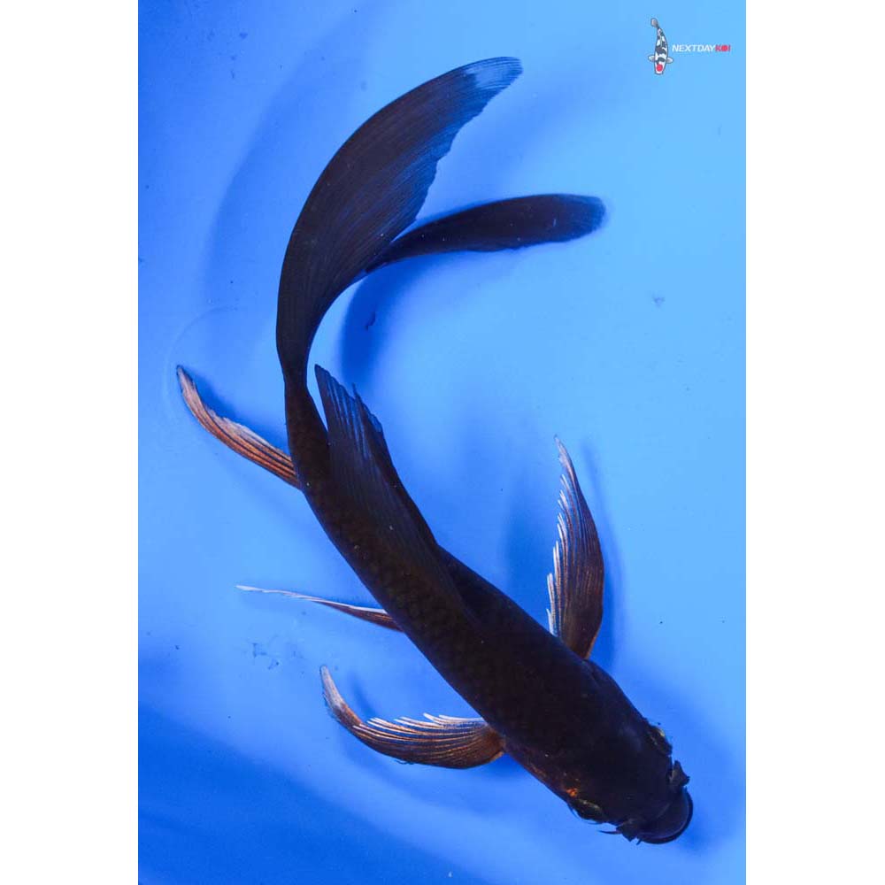 6.5” Imported Chagoi Butterfly Koi