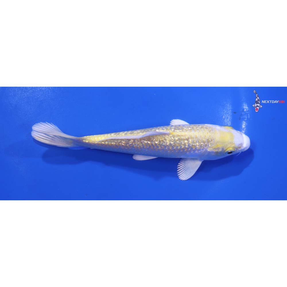 5” Imported Gin Rin Lemon Hariwake