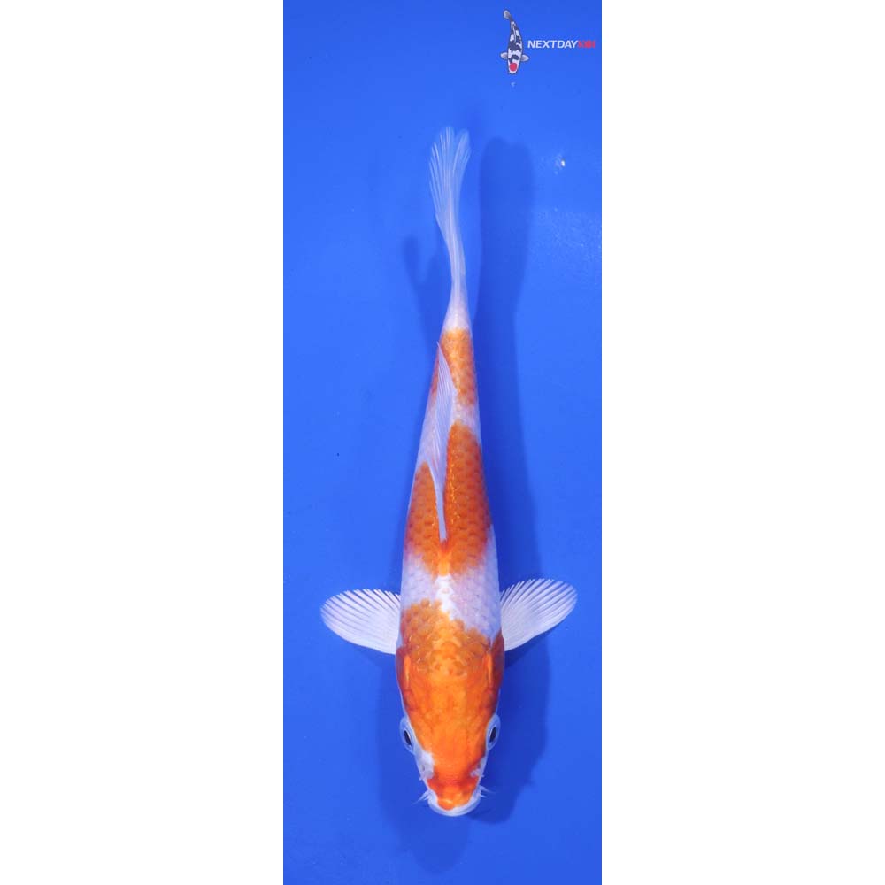 5” Imported Hariwake