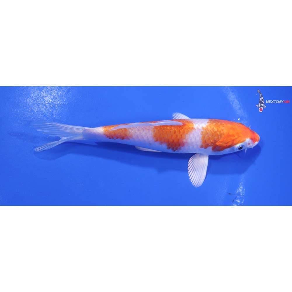 5” Imported Hariwake