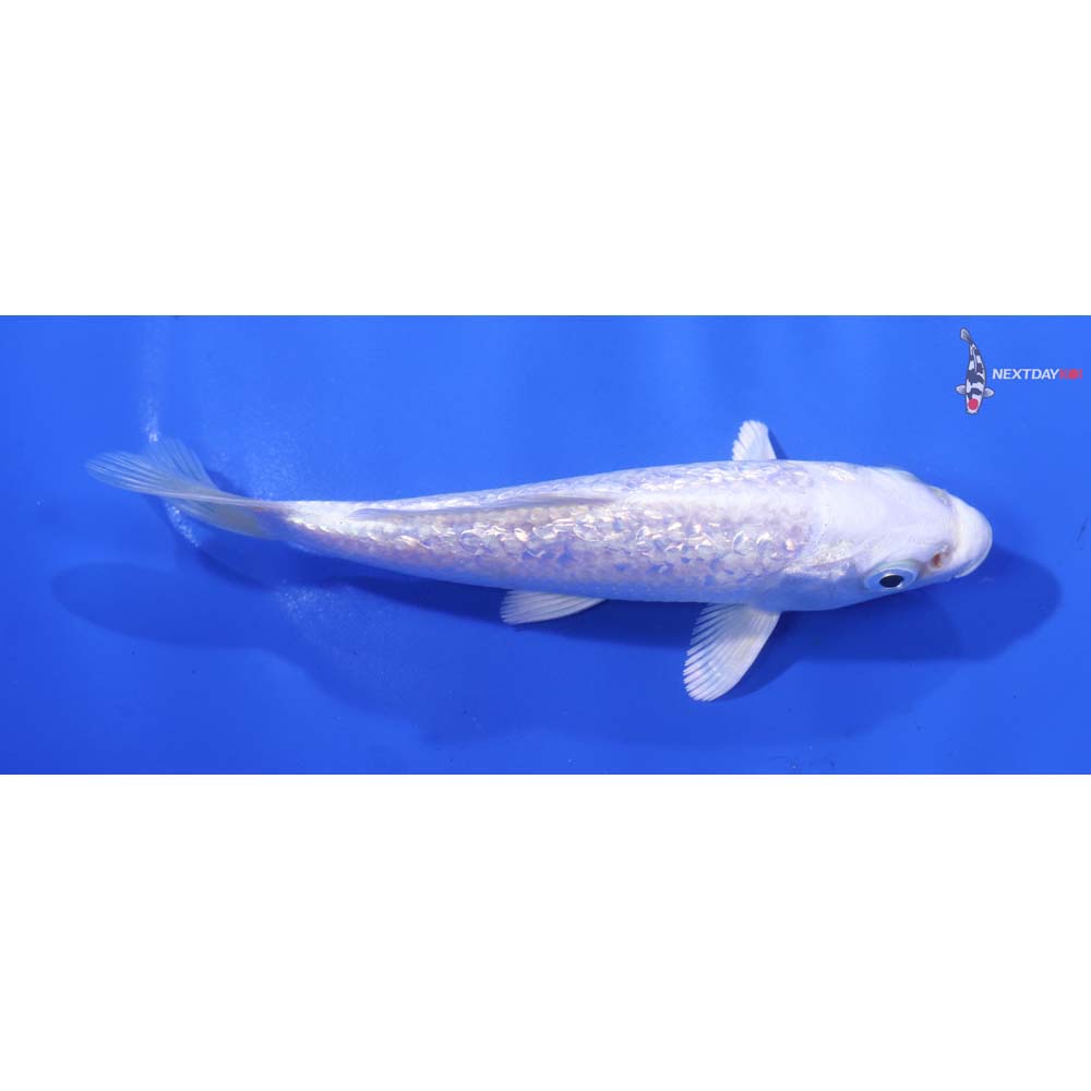 5” Imported Gin Rin Platinum Ogon