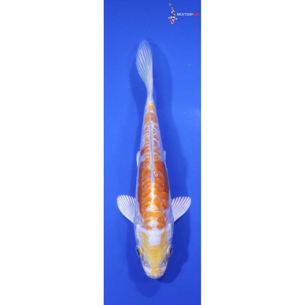 5” Imported Kikusui