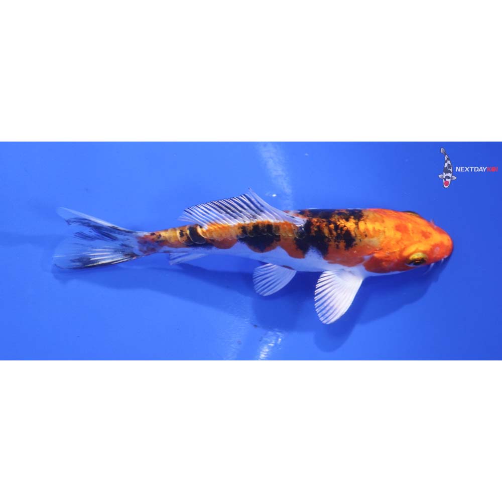 5” Imported Heisei Nishiki
