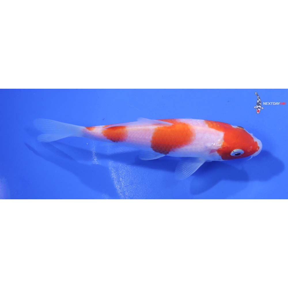 5” Imported Kohaku