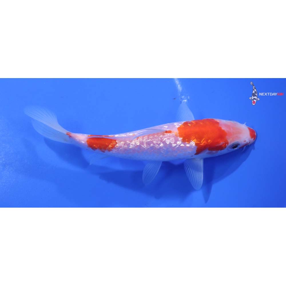 5” Imported Gin Rin Kohaku
