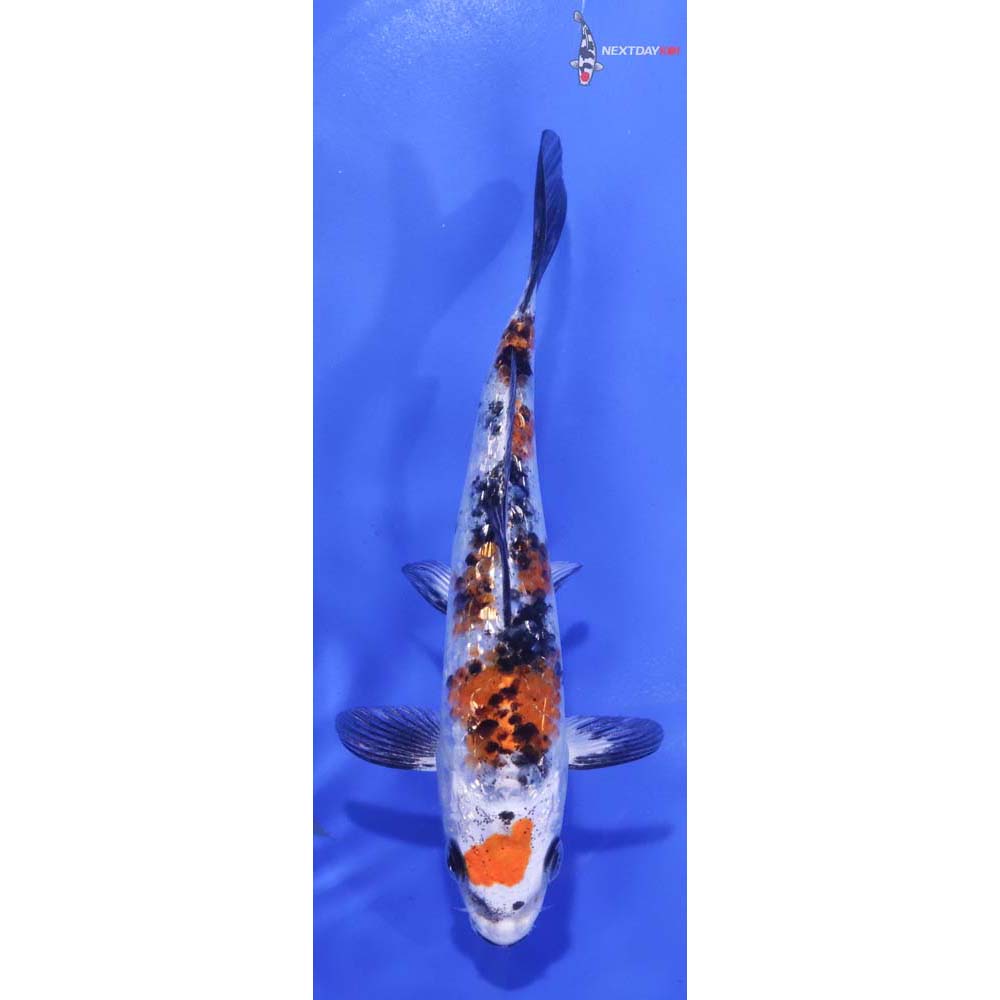 5.5” Imported Gin Rin Yamato Nishiki