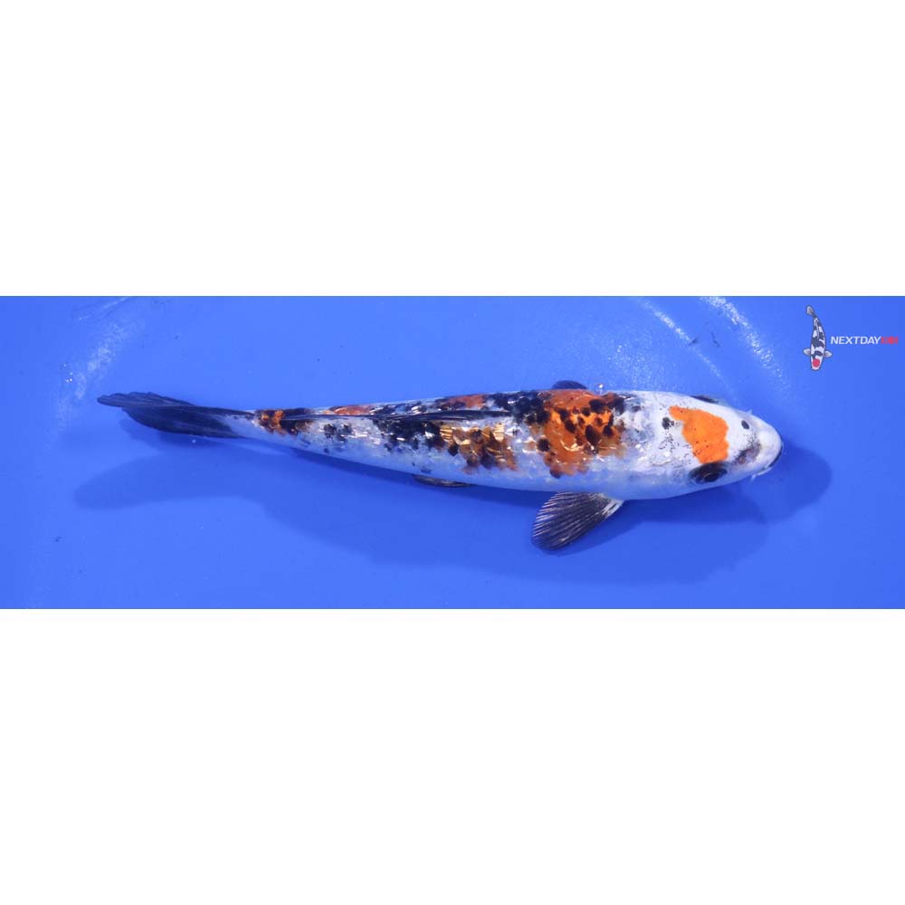 5.5” Imported Gin Rin Yamato Nishiki