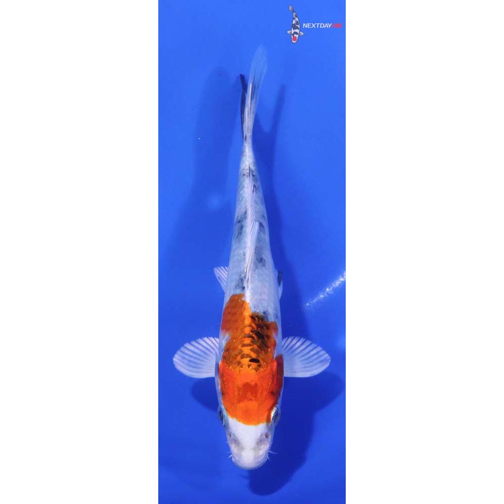 5.5” Imported Yamato Nishiki