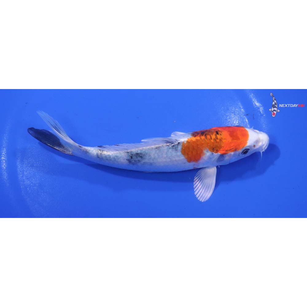 5.5” Imported Yamato Nishiki