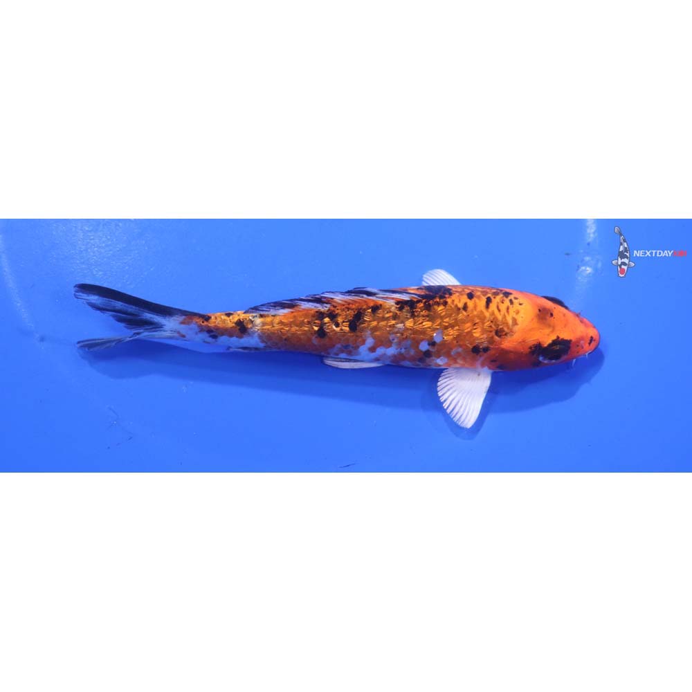 5” Imported Gin Rin Yamato Nishiki