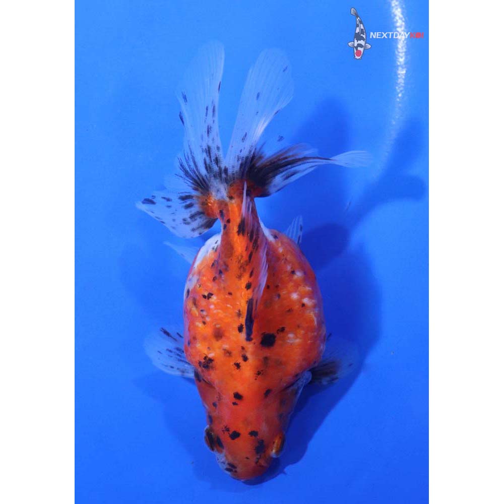 4” Imported Calico Pearlscale