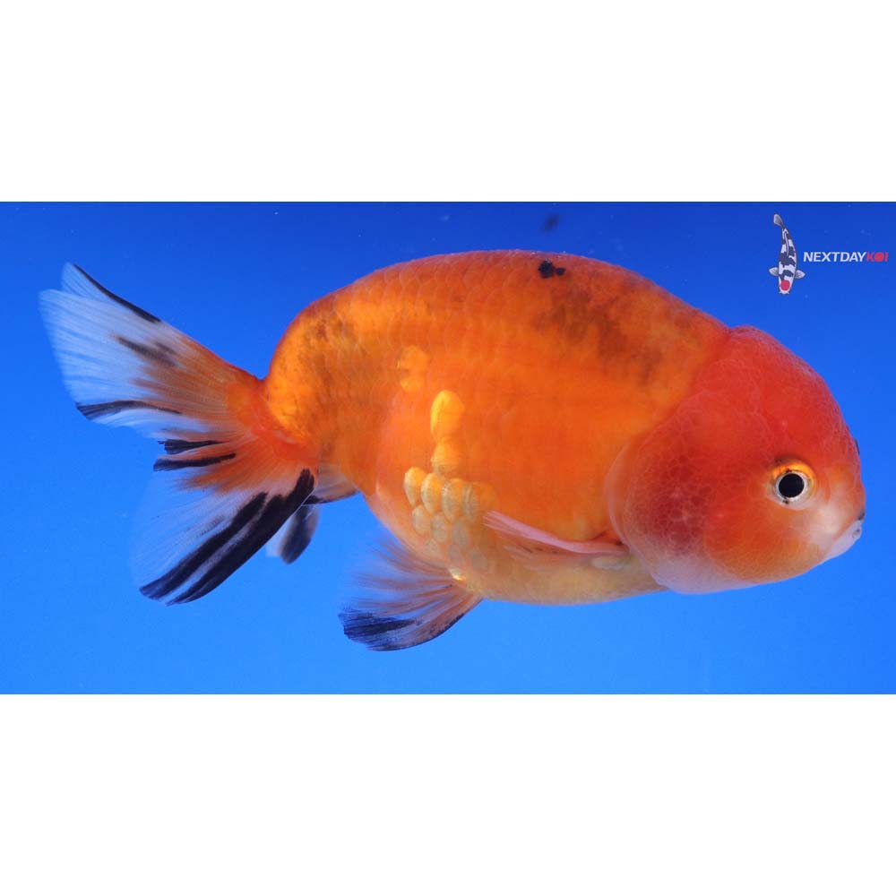 4.5” Imported Calico Ranchu