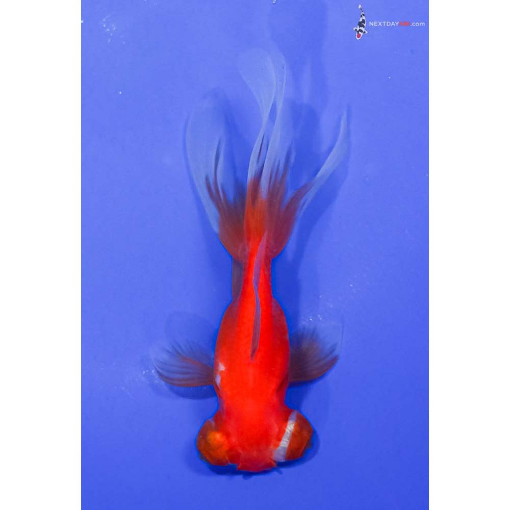 4.5” Imported Red and White Telescope Fantail