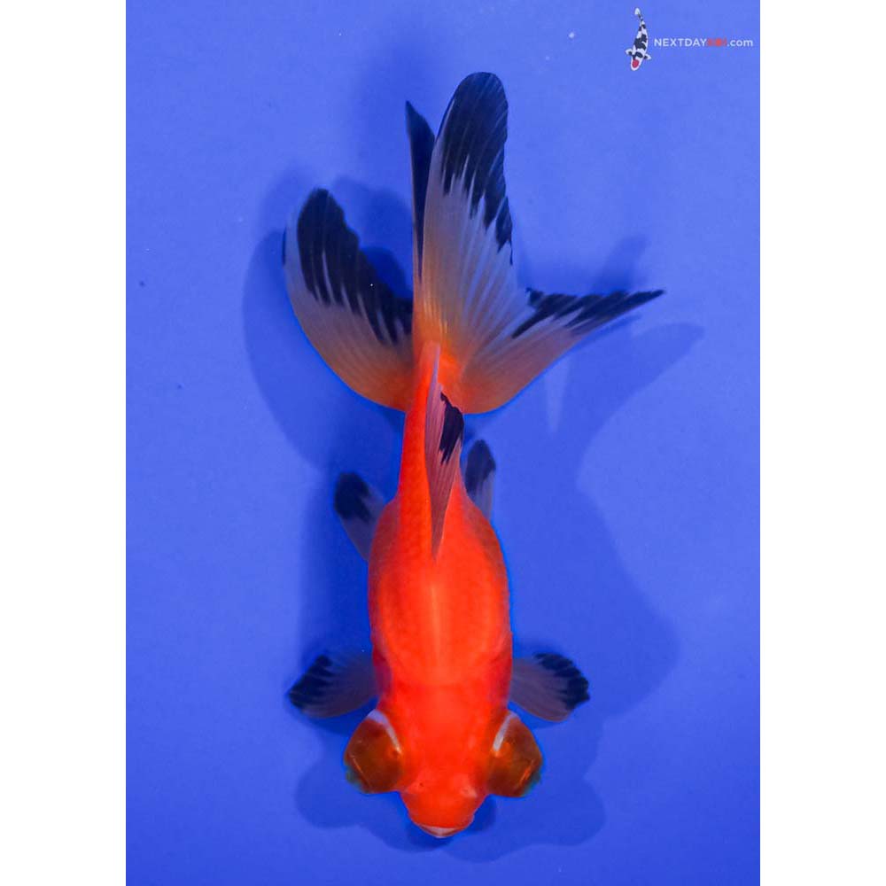 4” Imported Red Telescope Fantail