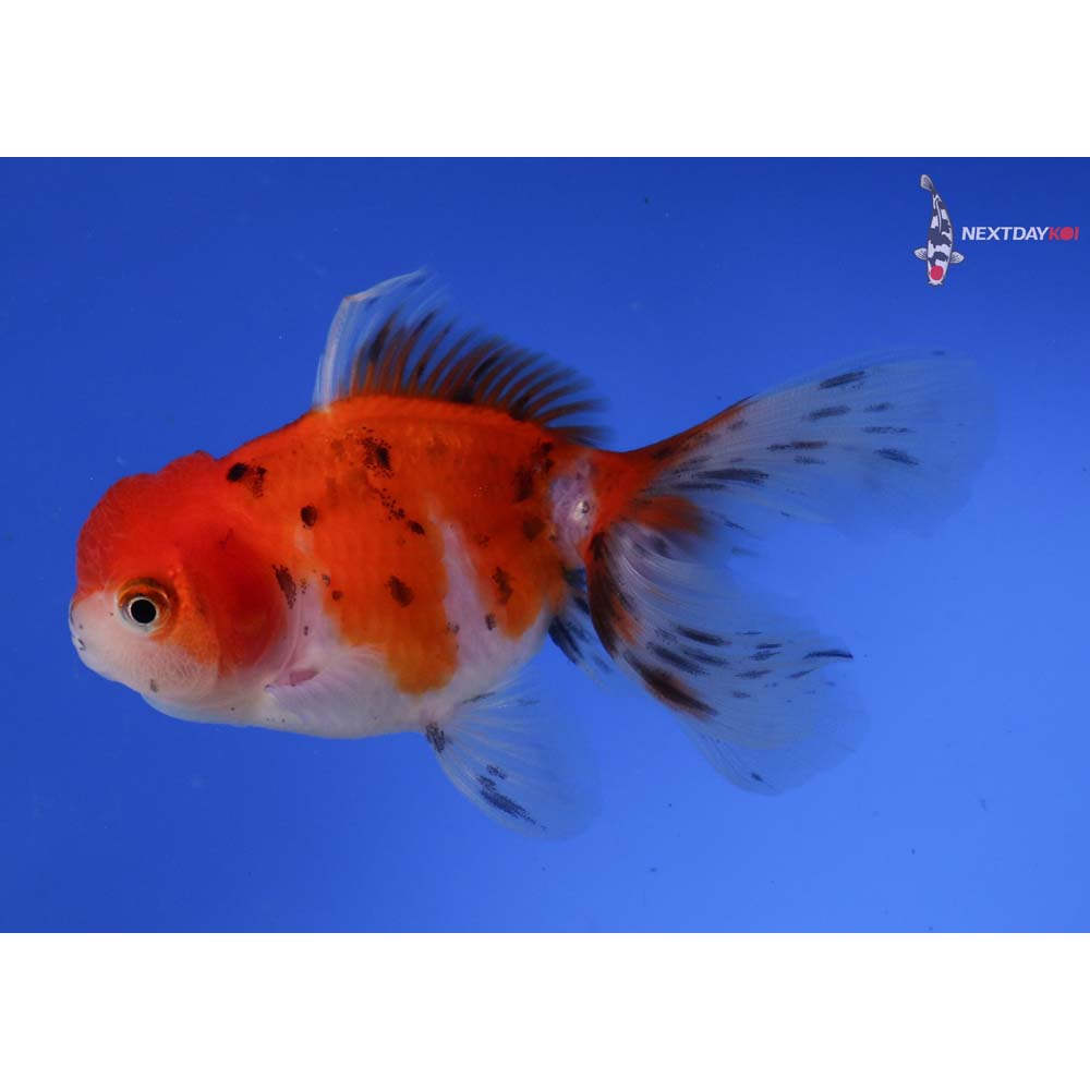 4.5” Imported Calico Oranda