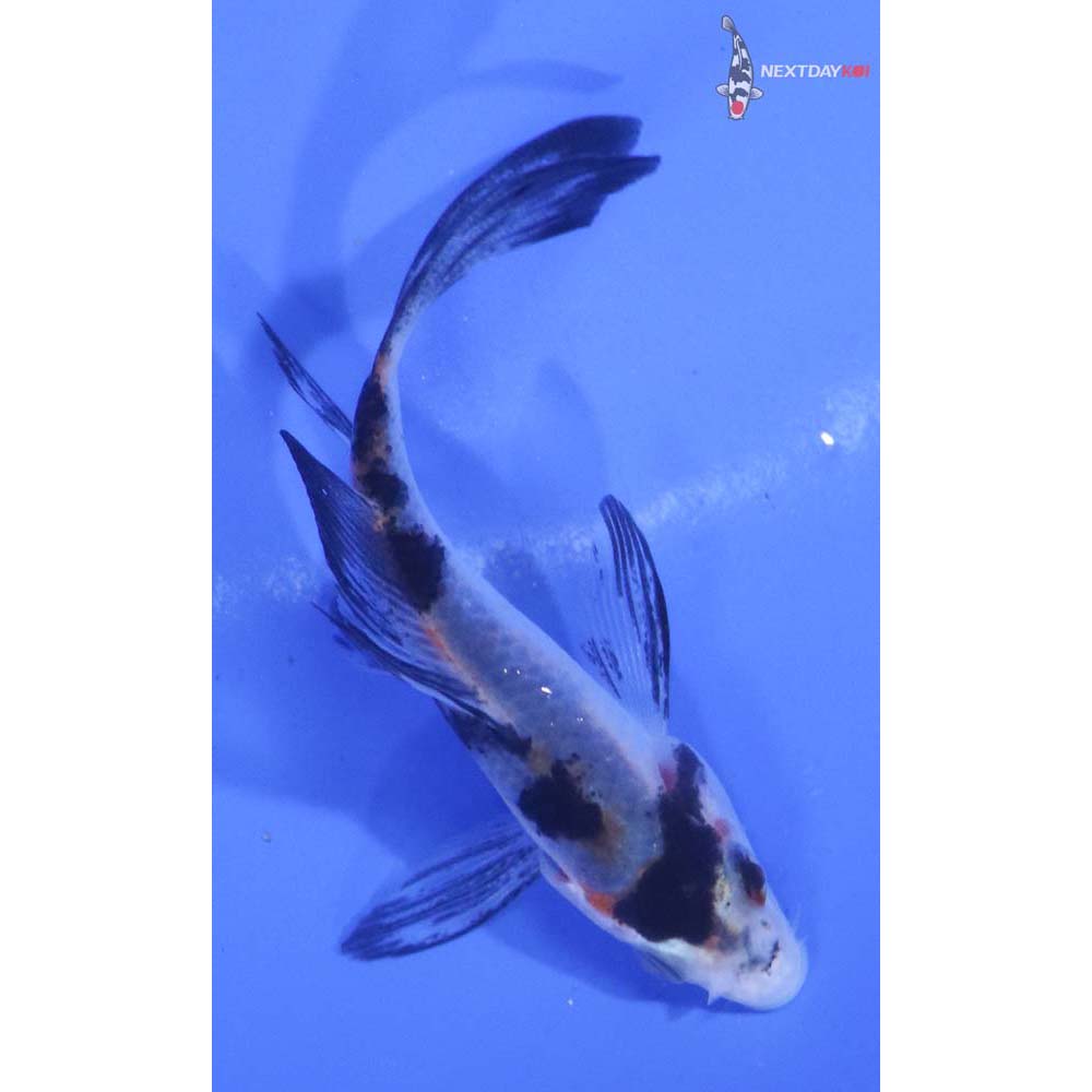 3” Imported Sanke Butterfly Koi