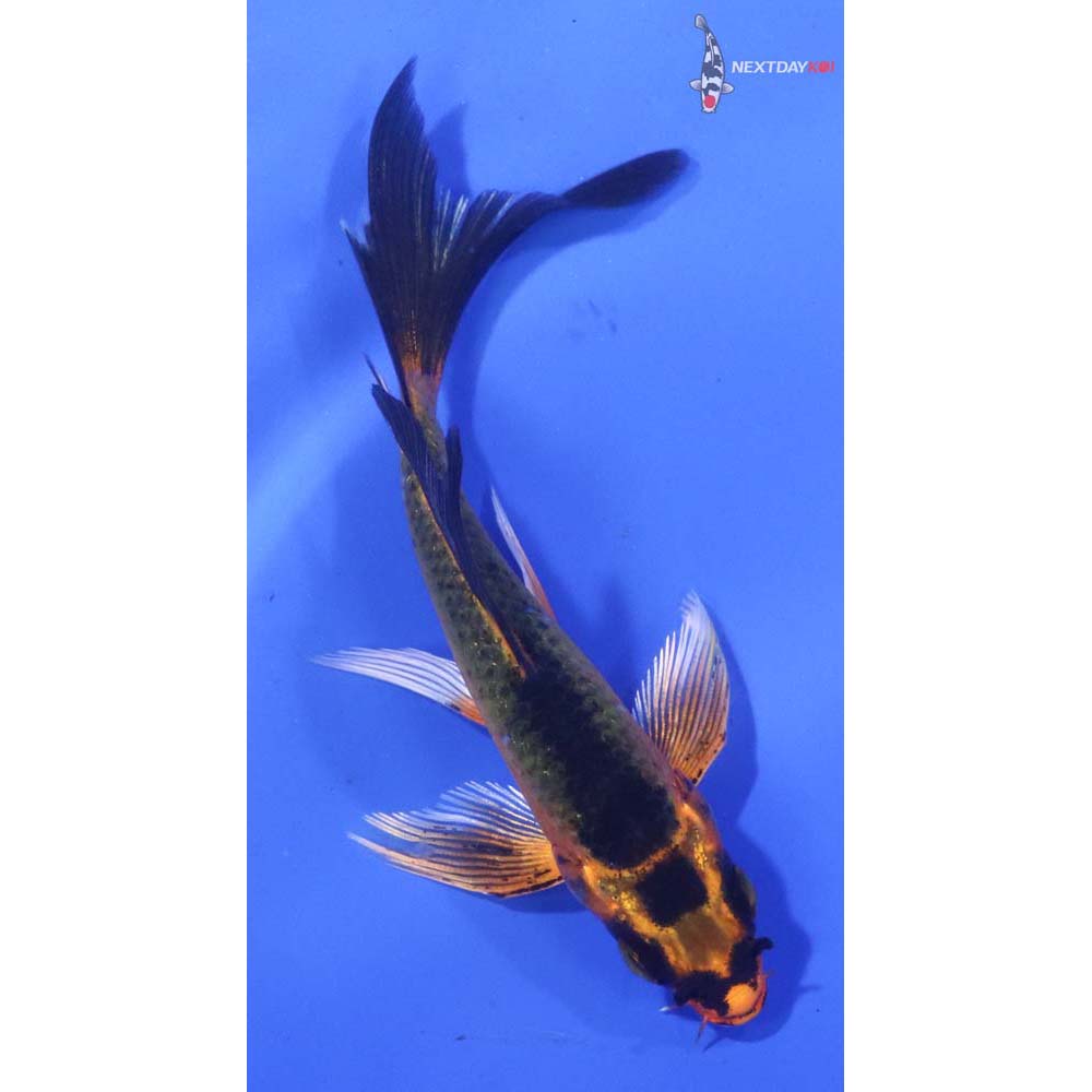 4” Imported Orenji Matsuba Butterfly Koi