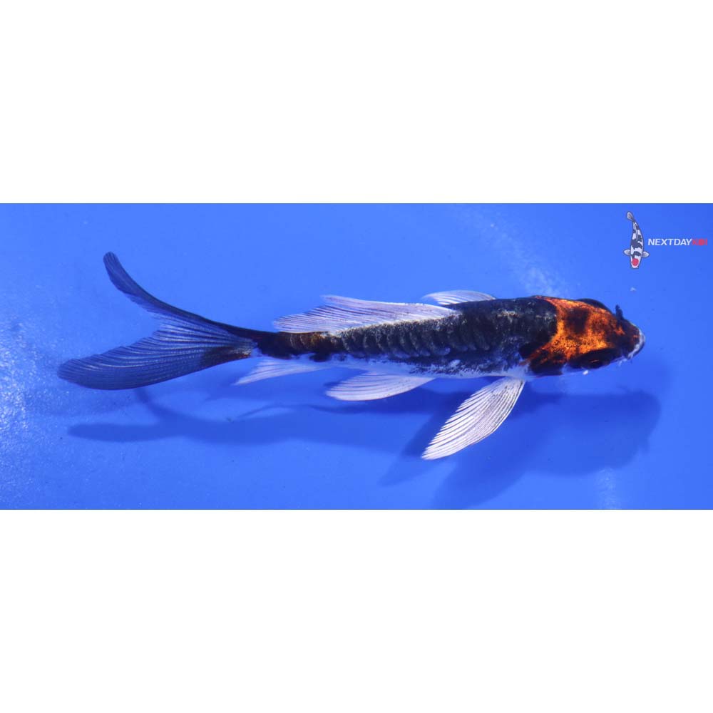 4” Imported Kin Kikokuryu Butterfly Koi