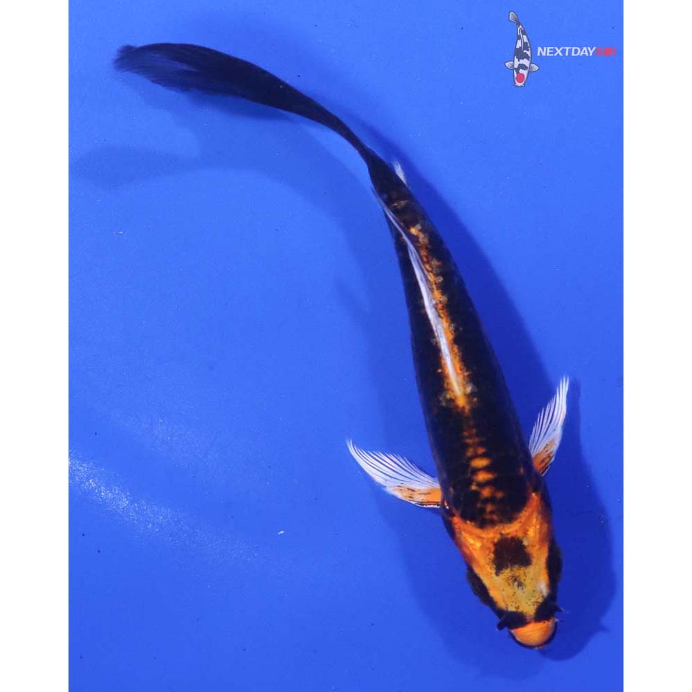 4” Imported Kin Kikokuryu Butterfly Koi