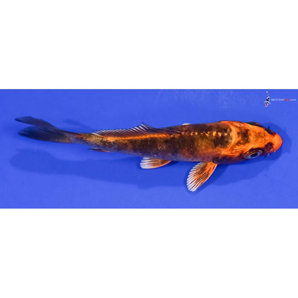 3” Imported Kin Hi Utsuri