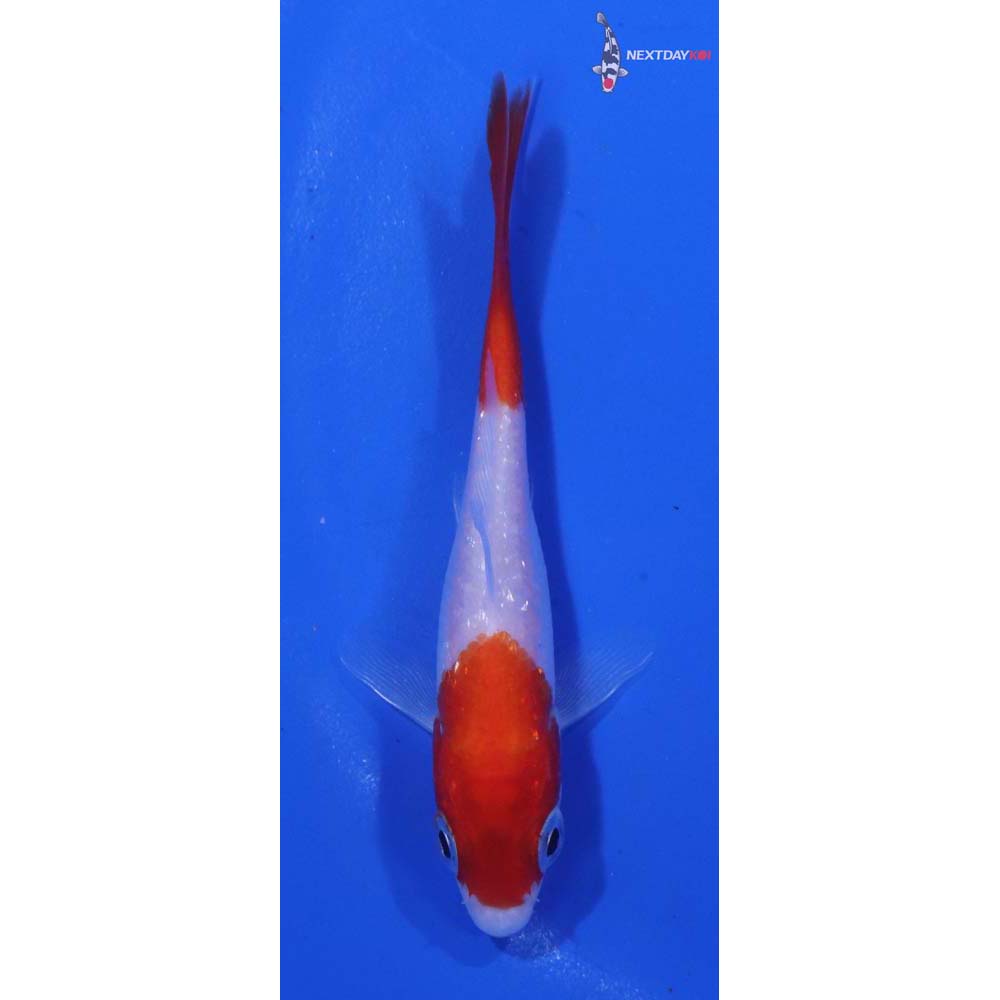 3” Imported Kohaku
