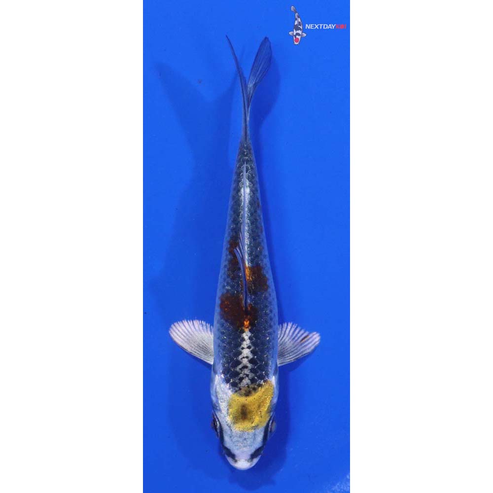 3.5” Imported Kujaku