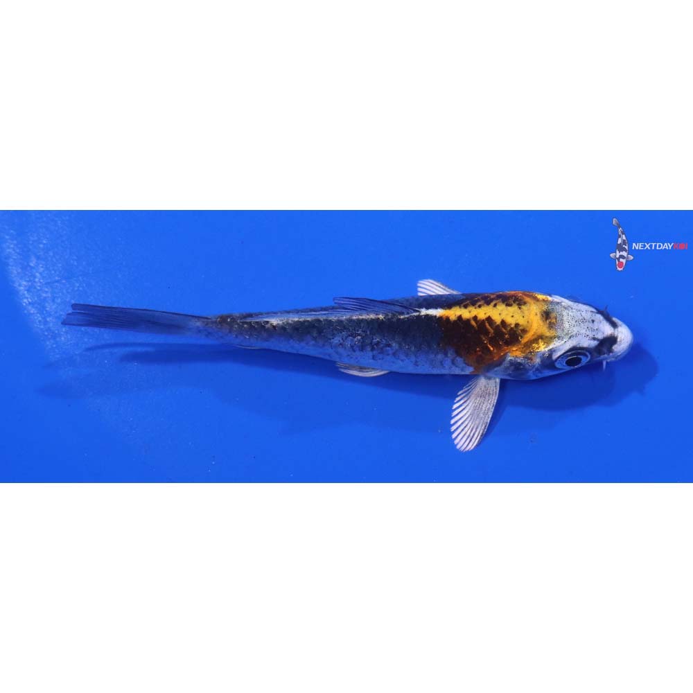 3.5” Imported Kujaku